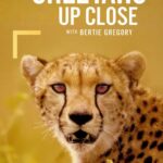 Cheetahs Up Close with Bertie Gregory (2026)