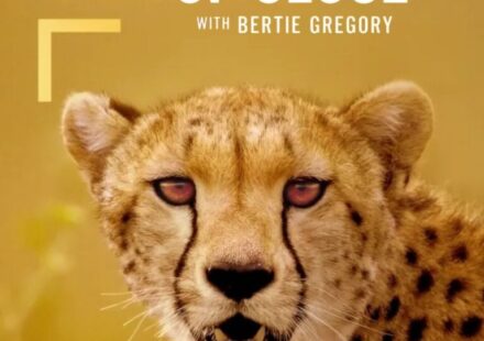 Cheetahs Up Close with Bertie Gregory (2026)